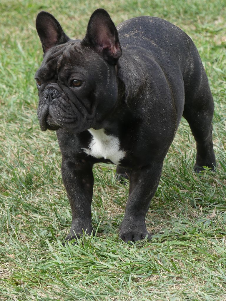 Accueil Elevage Des coteaux rouges eleveur
