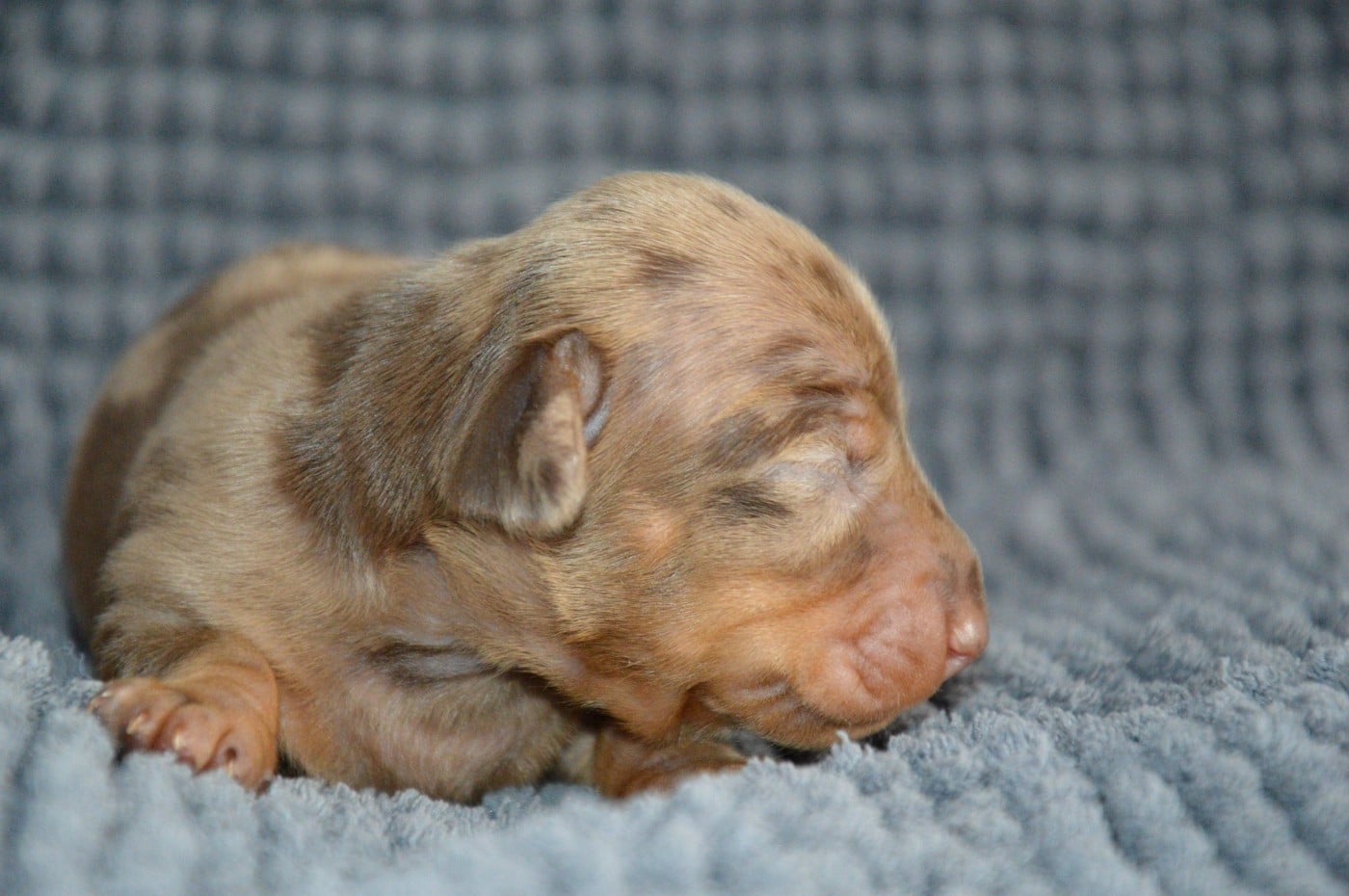 Chiot N°4