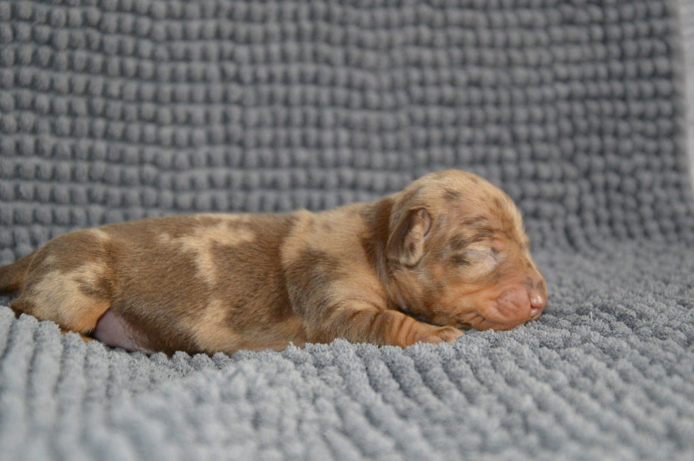 Chiot N°4