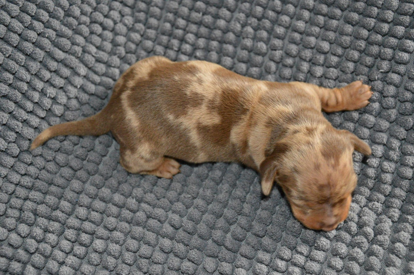 Chiot N°4