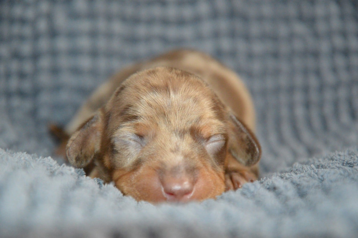 Chiot N°4