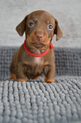 Les chiots de Teckel poil ras