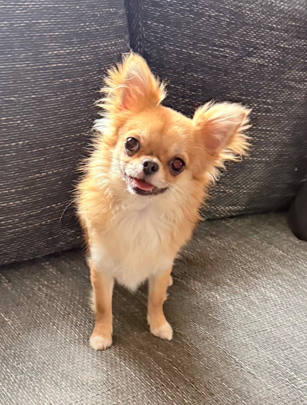 Amber Jewellery des Anges Éternels