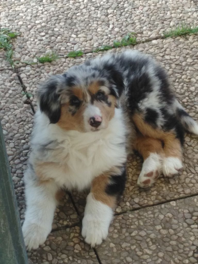 Nala Du Mont Des Jonquilles