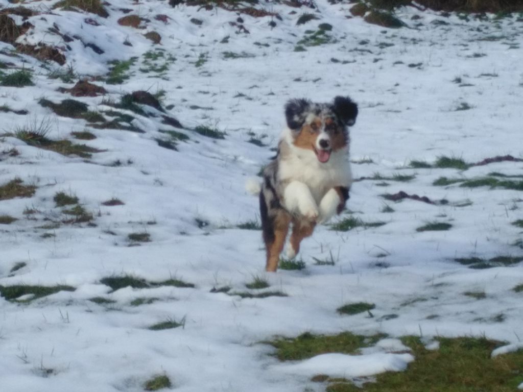 Nala Du Mont Des Jonquilles