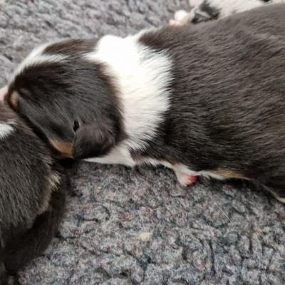 Les chiots de Berger Australien