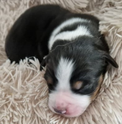 Les chiots de Berger Australien