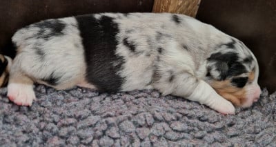 Les chiots de Berger Australien