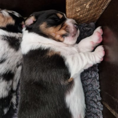 Les chiots de Berger Australien