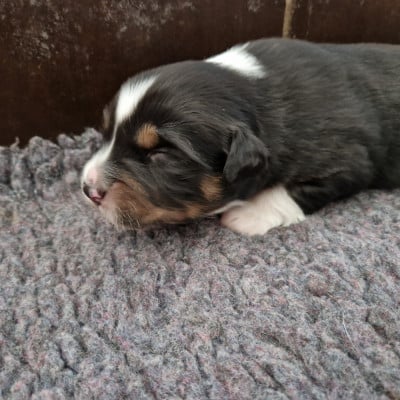 Les chiots de Berger Australien