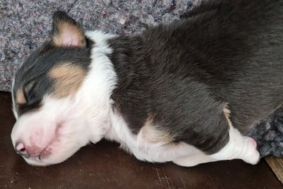 Les chiots de Berger Australien