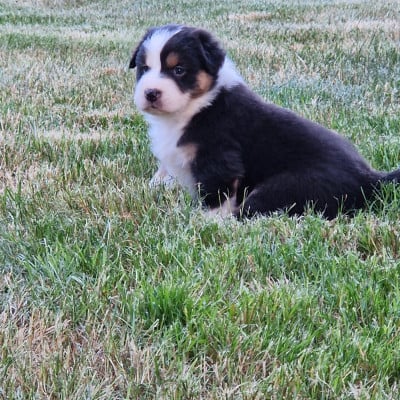 Les chiots de Berger Australien