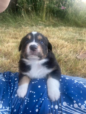 Les chiots de Berger Australien