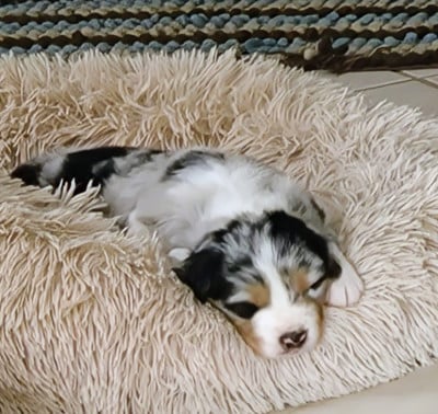Les chiots de Berger Australien