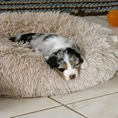 Les chiots de Berger Australien