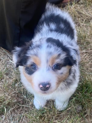 Les chiots de Berger Australien
