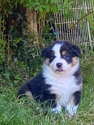 Les chiots de Berger Australien