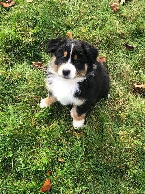 Les chiots de Berger Australien