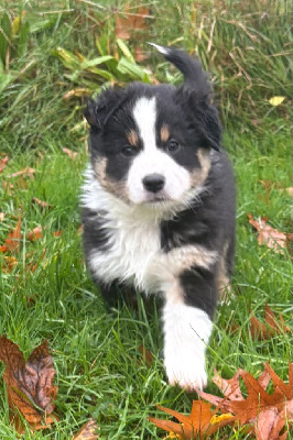 Les chiots de Berger Australien