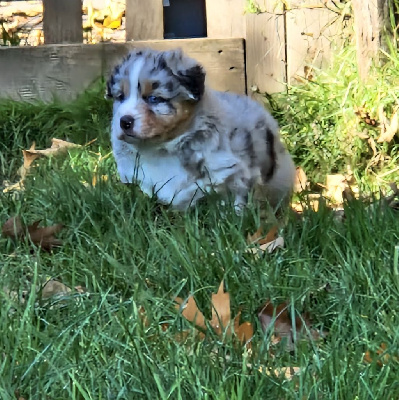 Les chiots de Berger Australien