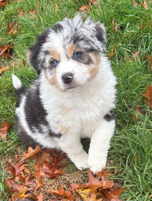 Les chiots de Berger Australien