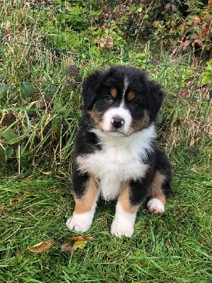 Les chiots de Berger Australien