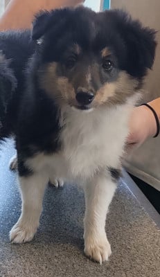 Les chiots de Shetland Sheepdog