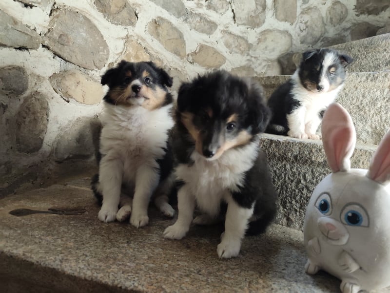 Shetland Sheepdog - Des Forges De Cotenvert