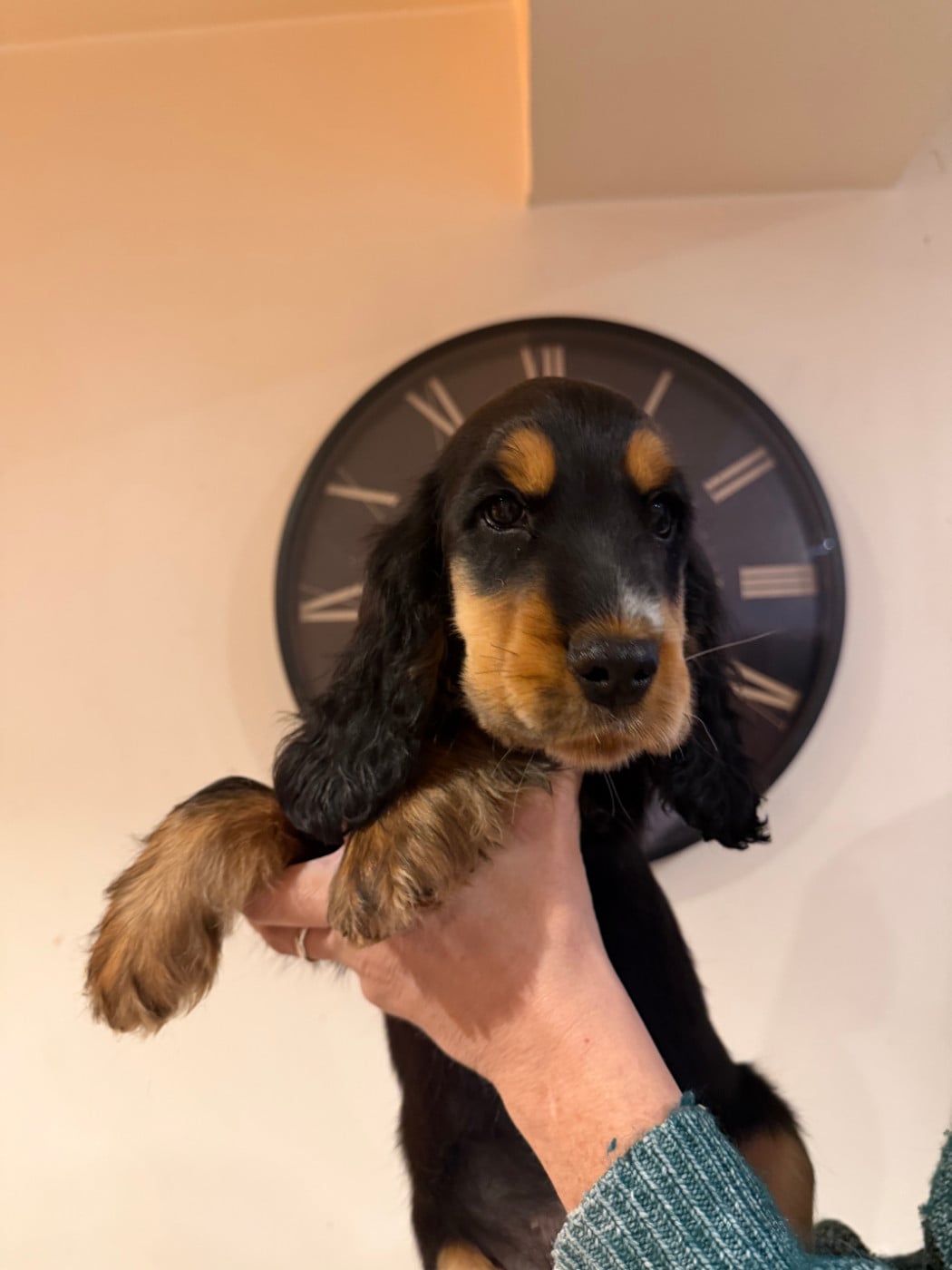berlioze - Cocker Spaniel Anglais