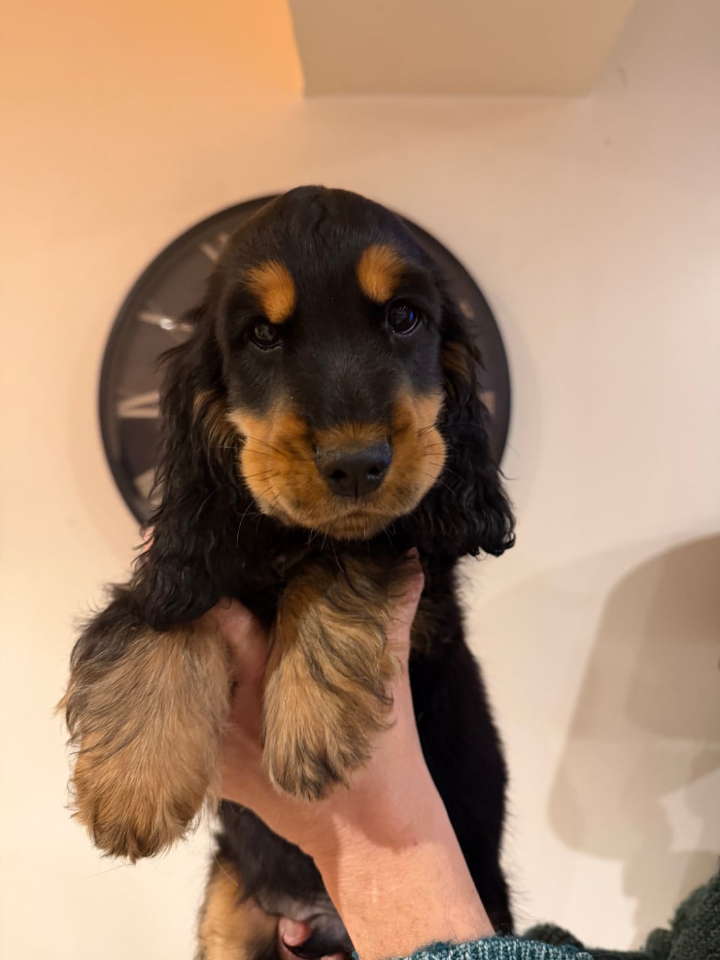 barnabe - Cocker Spaniel Anglais