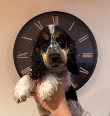 Les chiots de Cocker Spaniel Anglais