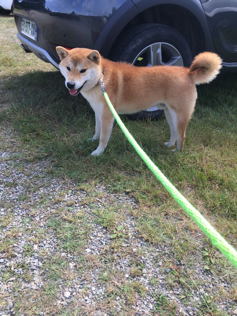 Publication : de percyval