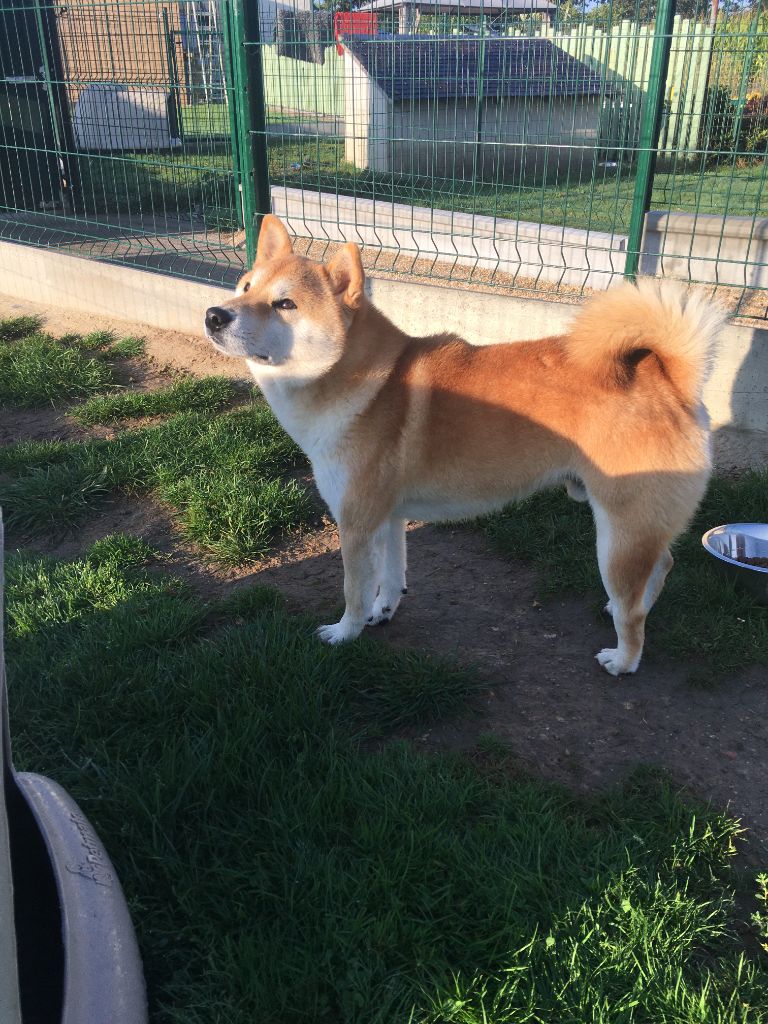 Publication : de percyval