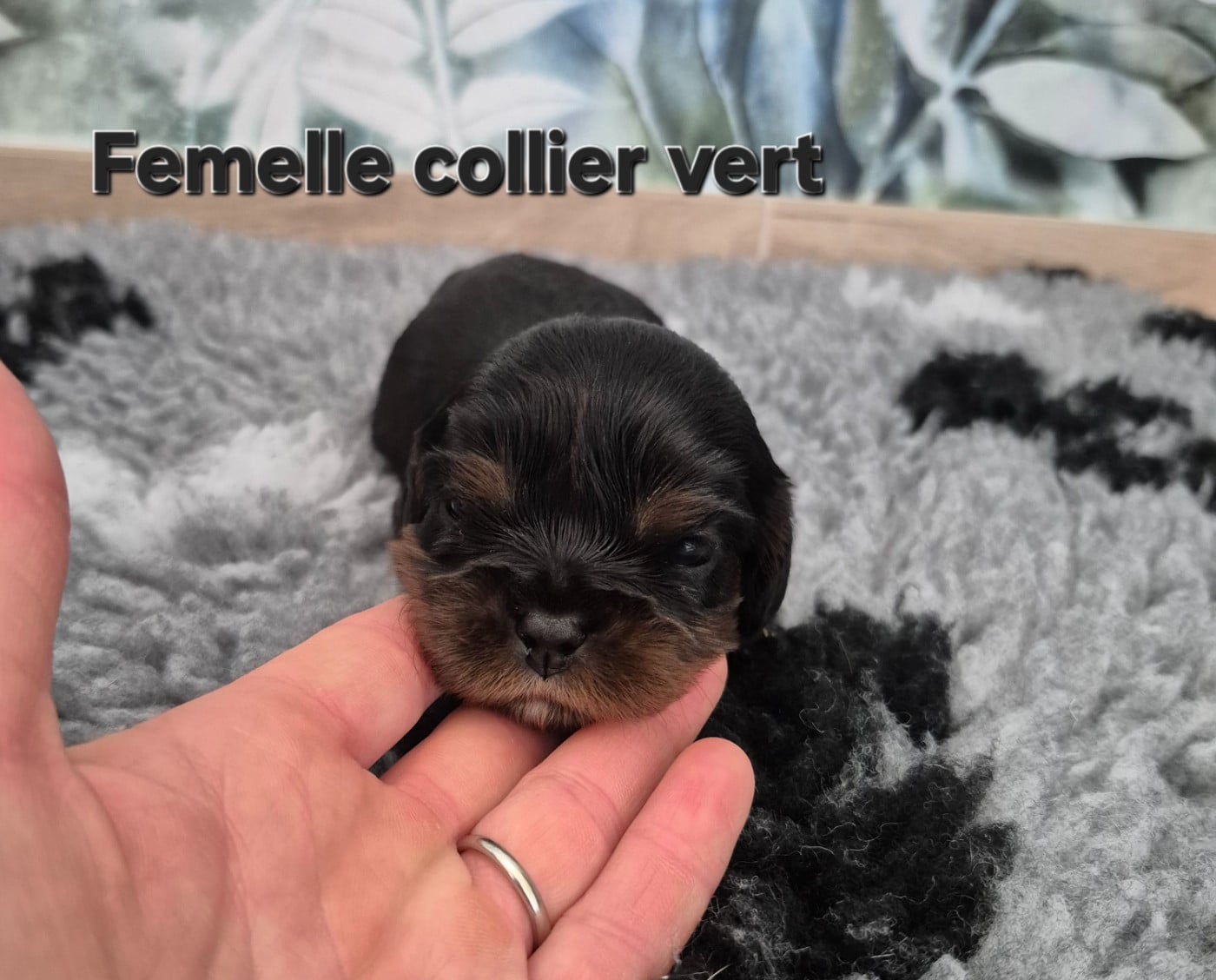 B...COLLIER VERT - Cavalier King Charles Spaniel