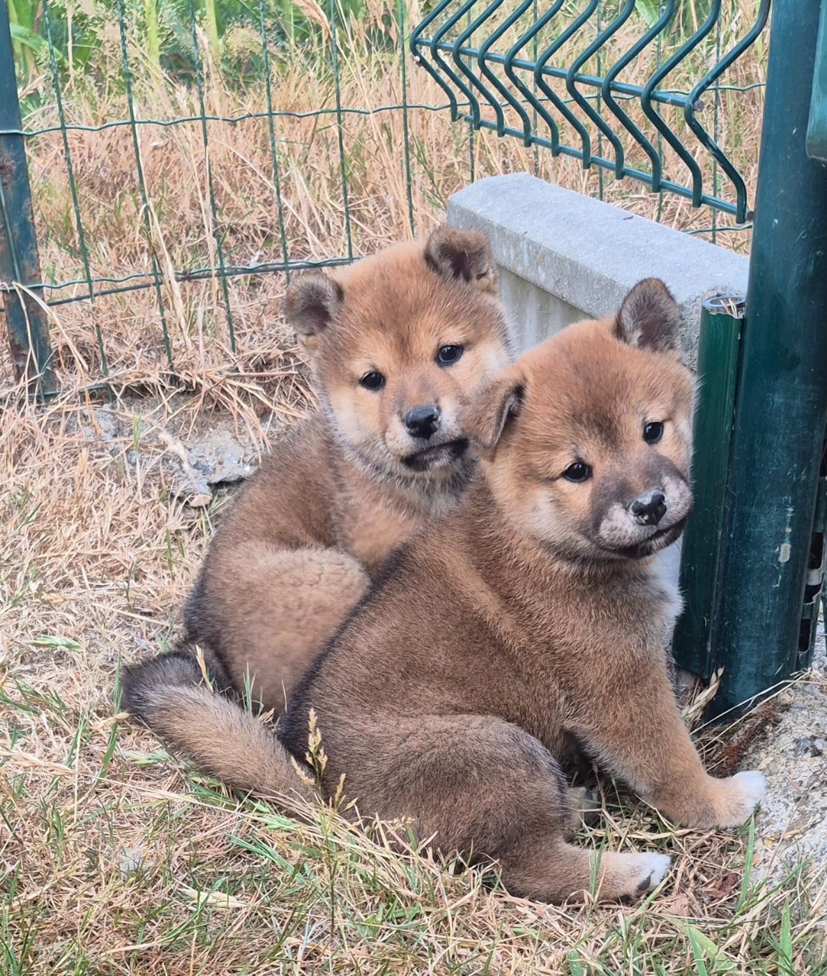 Shiba - des Trésors d'Amethyste