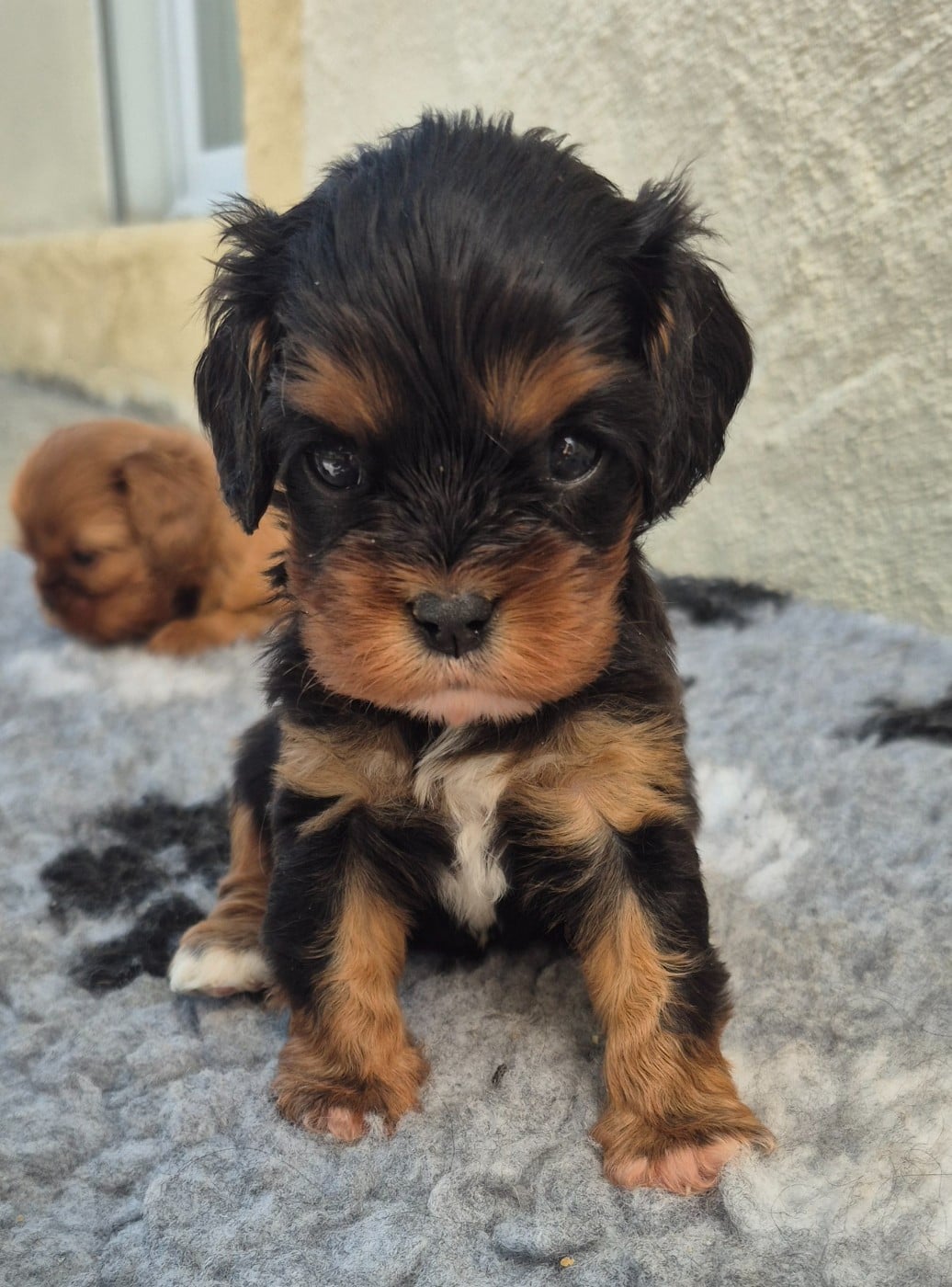 Cavalier King Charles Spaniel - des Trésors d'Amethyste