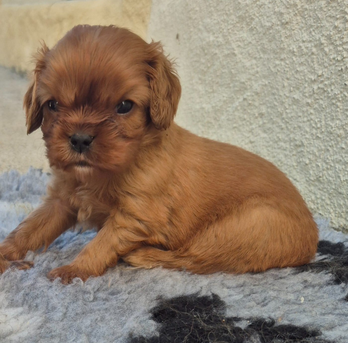 Cavalier King Charles Spaniel - des Trésors d'Amethyste