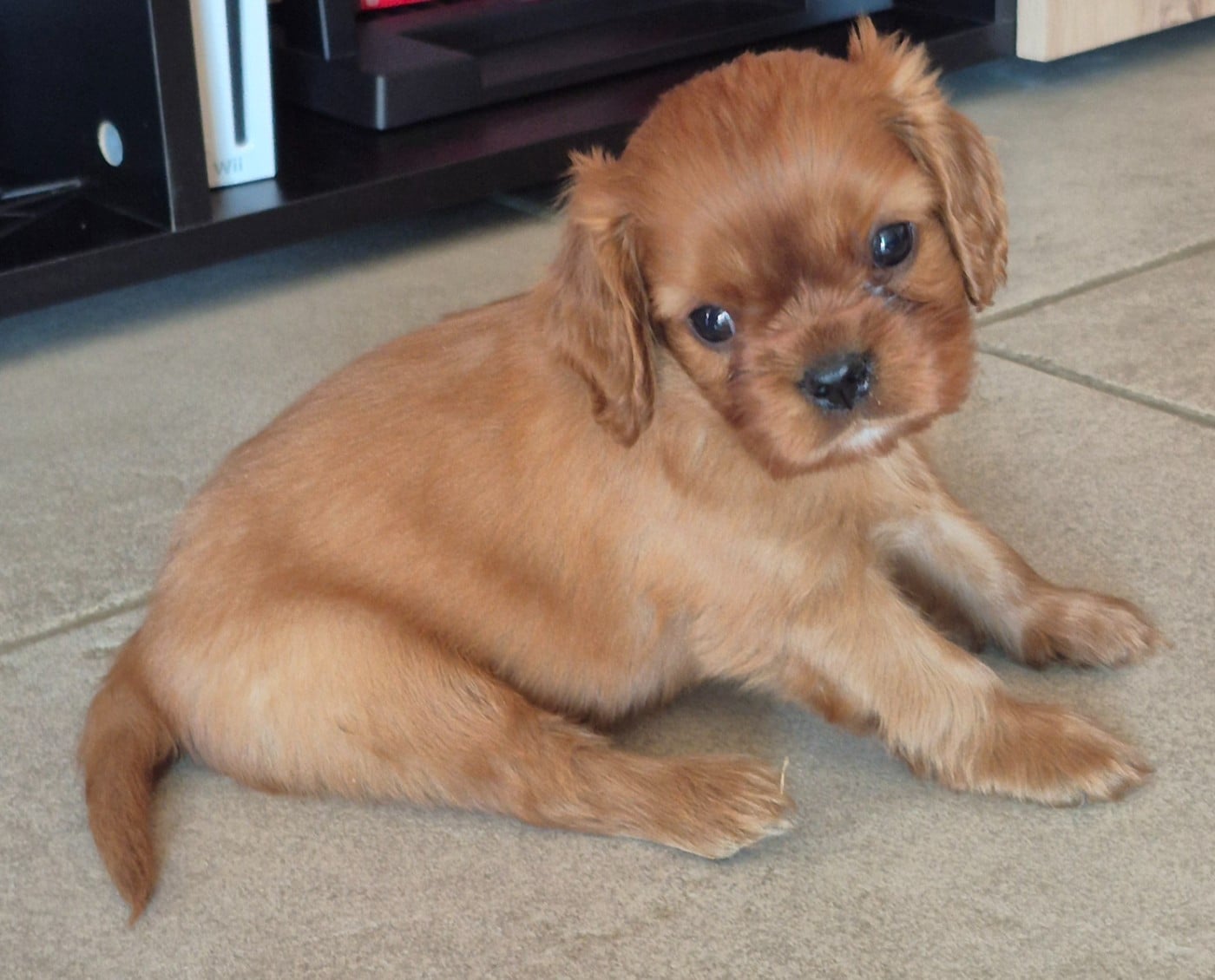Cavalier King Charles Spaniel - des Trésors d'Amethyste