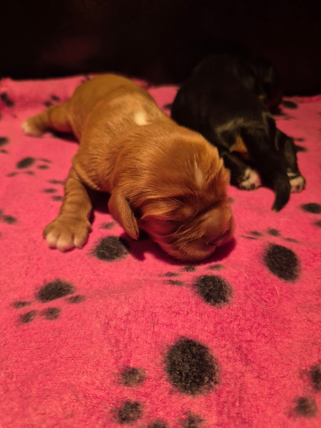 B.... - Cavalier King Charles Spaniel