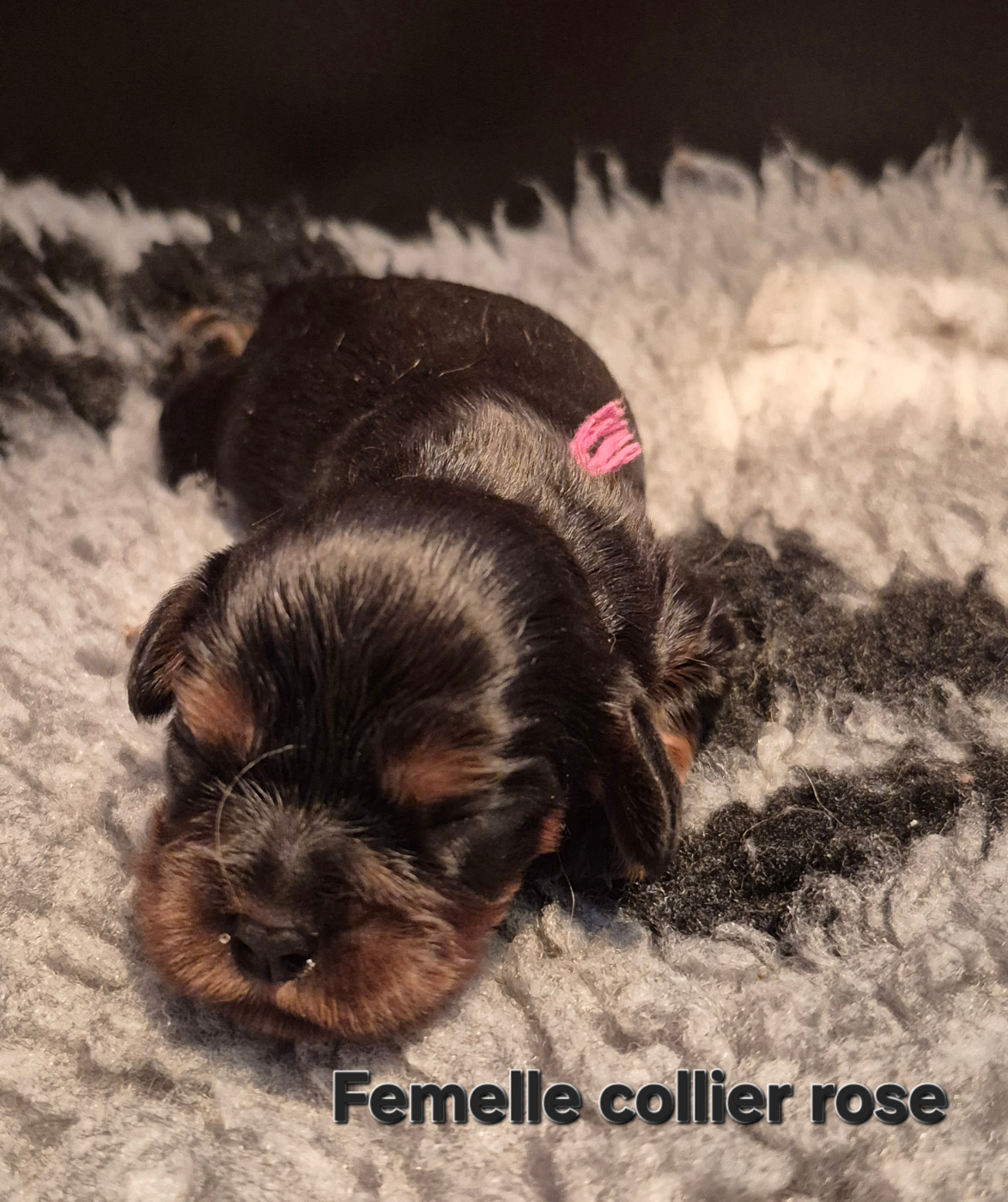 B....COLLIER ROSE - Cavalier King Charles Spaniel