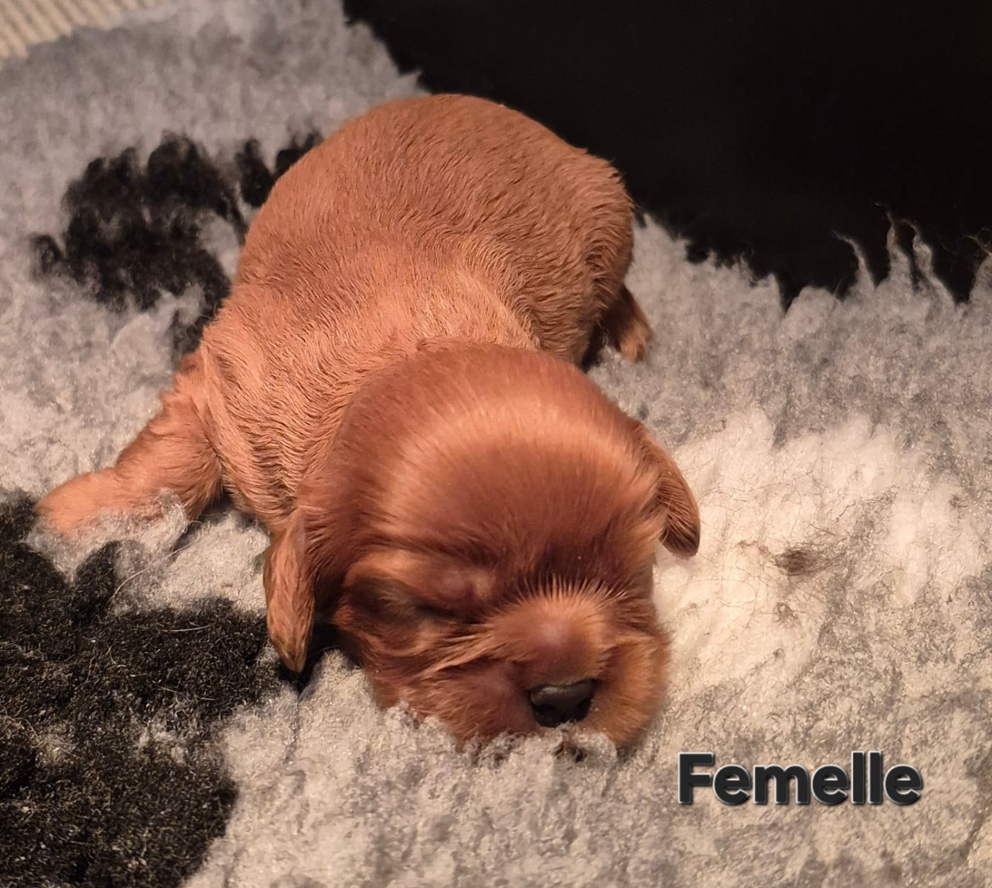B.... - Cavalier King Charles Spaniel