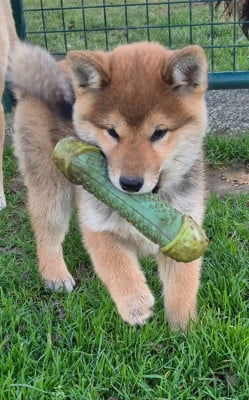 Les chiots de Shiba
