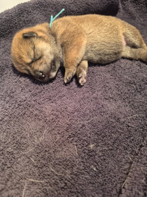 Les chiots de Shiba