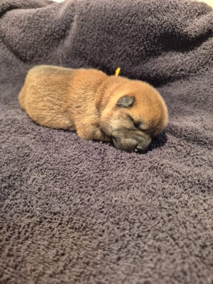 Les chiots de Shiba