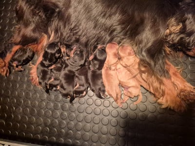 B....COLLIER ROSE - Cavalier King Charles Spaniel