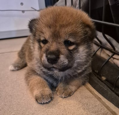 Les chiots de Shiba