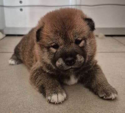 Les chiots de Shiba