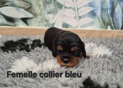 Les chiots de Cavalier King Charles Spaniel