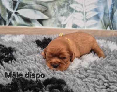 Les chiots de Cavalier King Charles Spaniel