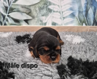 Les chiots de Cavalier King Charles Spaniel